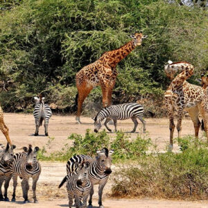 9-Day Big 5 Africa Safari Tour (Budget)