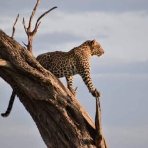 3-Day Serengeti Safari: Fly in, Fly out