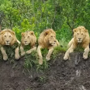 4-Day Tarangire, Ngorongoro & Kilimanjaro Mid Range Tour