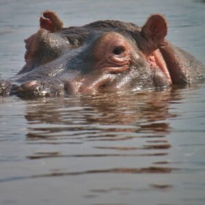 8-Day Safari Tarangire, Serengeti, Ngorongoro Crater (Affordable)