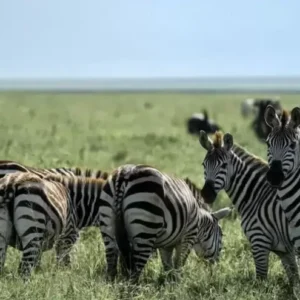2-Day Zanzibar to Ngorongoro Crater & Tarangire Tour