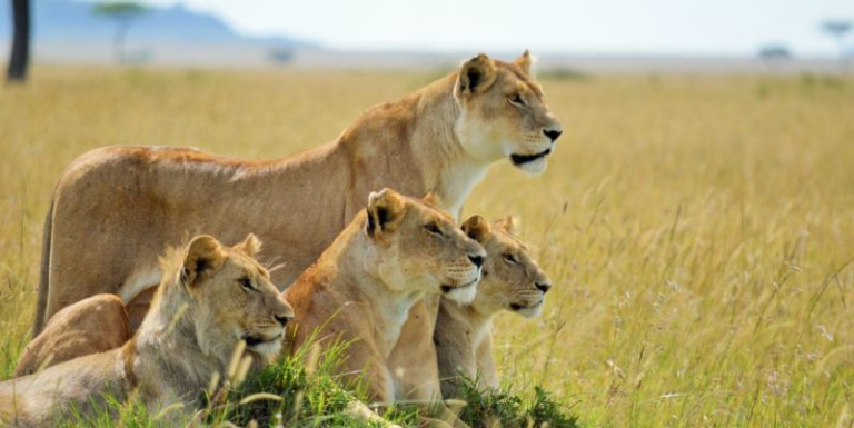 Safari planning guide